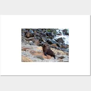 New Zealand Fur Seal, New Zealand Posters and Art